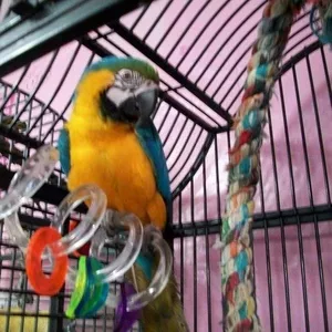 Lдома,  поднятые и зарегистрирован синих и золотых попугаи ара для прод