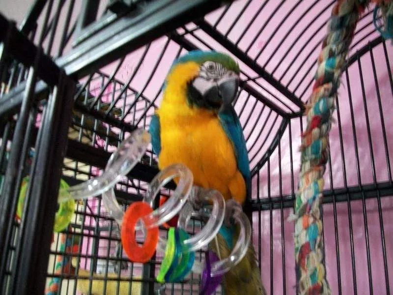 Lдома,  поднятые и зарегистрирован синих и золотых попугаи ара для прод